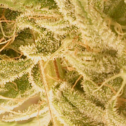 Royal Gorilla  growlog timeline photo
