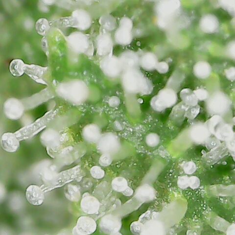 Royal Gorilla  growlog timeline photo