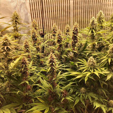 Royal Gorilla  growlog photo: sesta settimana di fioritura