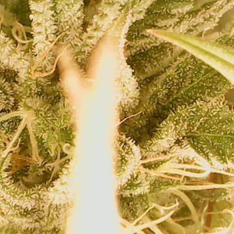 Royal Gorilla  growlog timeline photo