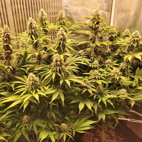 Royal Gorilla  growlog timeline photo