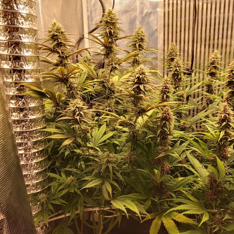 Royal Gorilla  growlog timeline photo