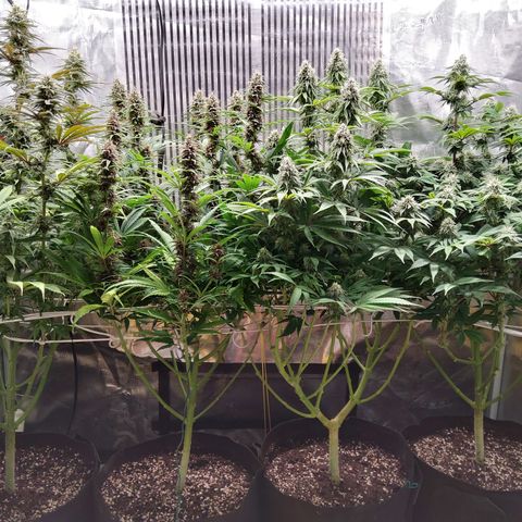 Royal Gorilla  growlog timeline photo