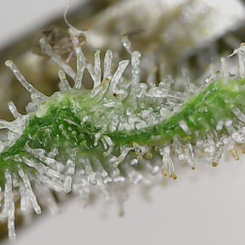 Royal Gorilla  growlog timeline photo