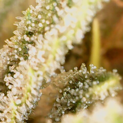 Royal Gorilla  growlog timeline photo