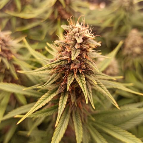 Royal Gorilla  growlog timeline photo