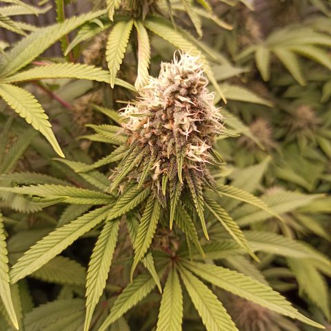 Royal Gorilla  growlog timeline photo