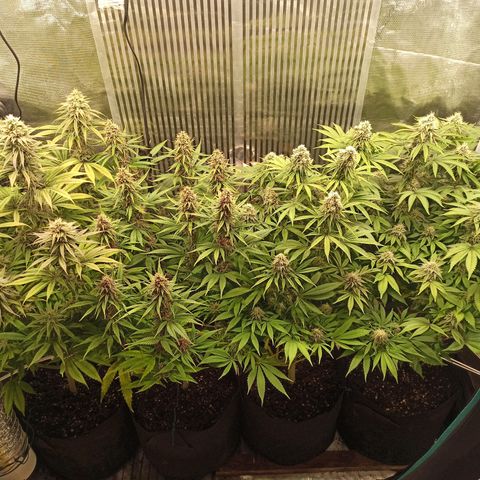 Royal Gorilla  growlog timeline photo