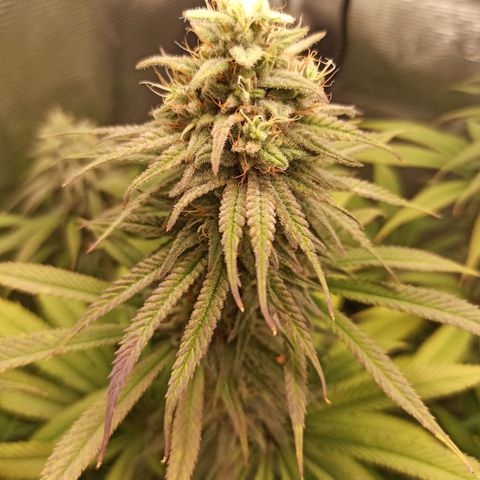 Royal Gorilla  growlog timeline photo