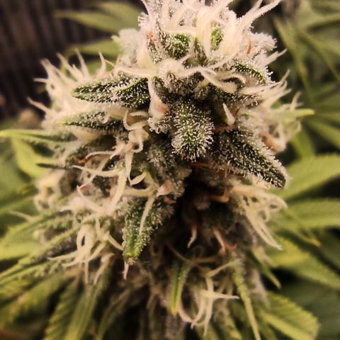 Royal Gorilla  growlog timeline photo