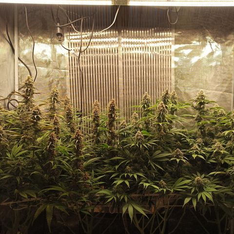 Royal Gorilla  growlog timeline photo