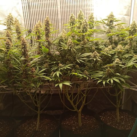 Royal Gorilla  growlog timeline photo