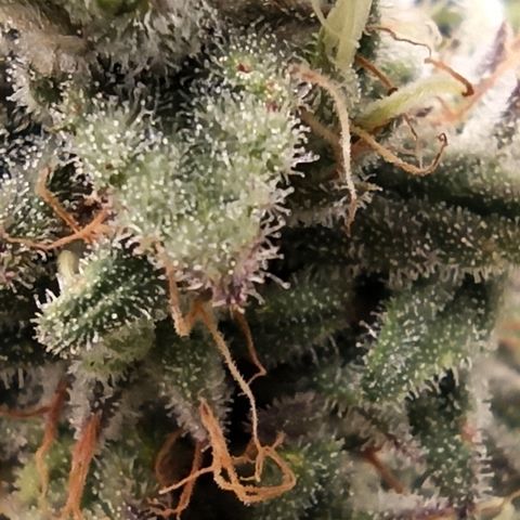 Royal Gorilla  growlog timeline photo