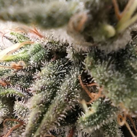 Royal Gorilla  growlog timeline photo