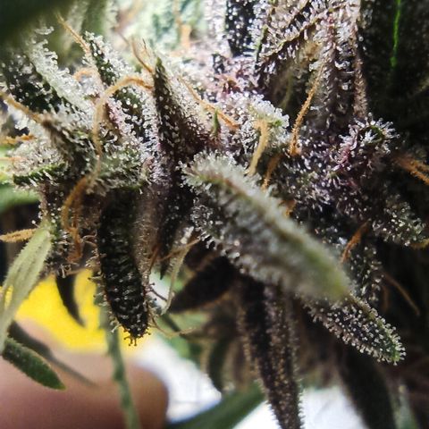 Royal Gorilla  growlog timeline photo