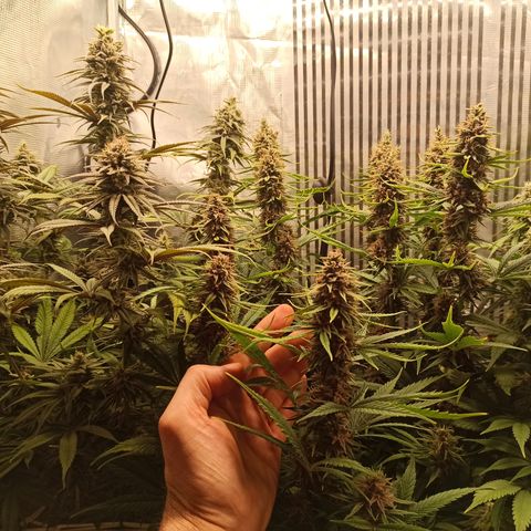 Royal Gorilla  growlog timeline photo