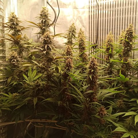 Royal Gorilla  growlog timeline photo