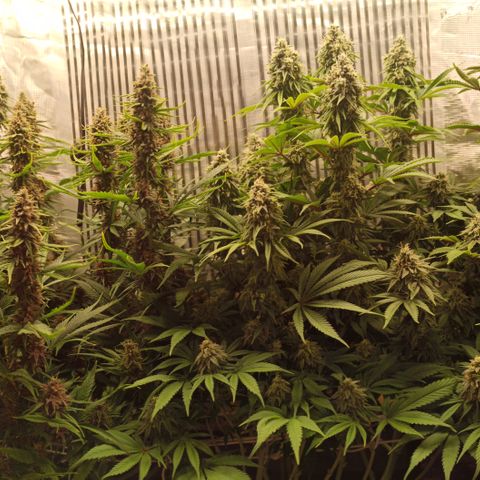 Royal Gorilla  growlog timeline photo