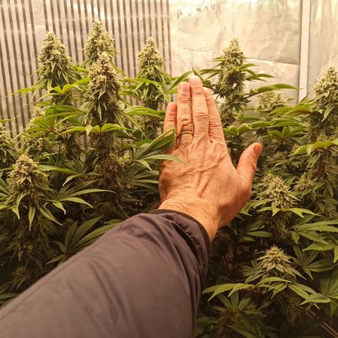Royal Gorilla  growlog timeline photo