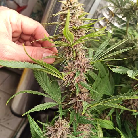 Royal Gorilla  growlog timeline photo