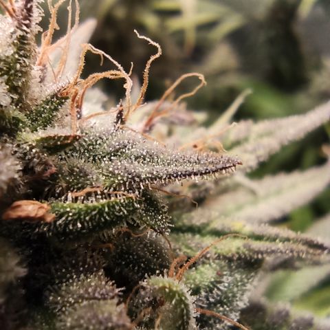 Royal Gorilla  growlog timeline photo