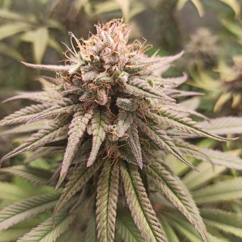 Royal Gorilla  growlog timeline photo
