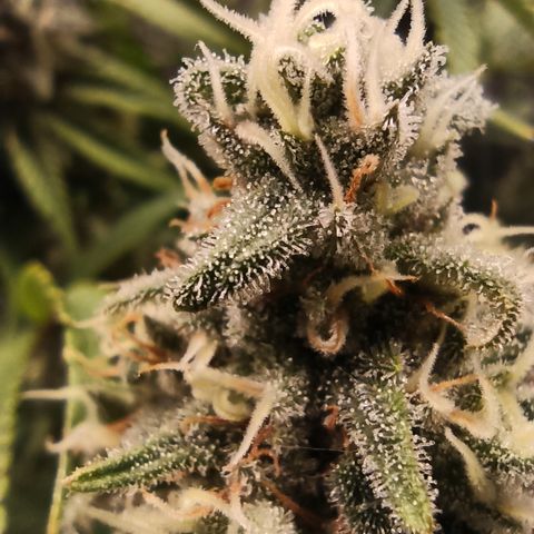 Royal Gorilla  growlog timeline photo