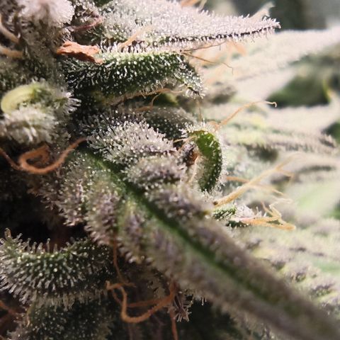 Royal Gorilla  growlog timeline photo