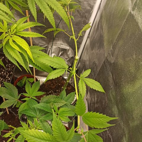 Durban growlog timeline photo