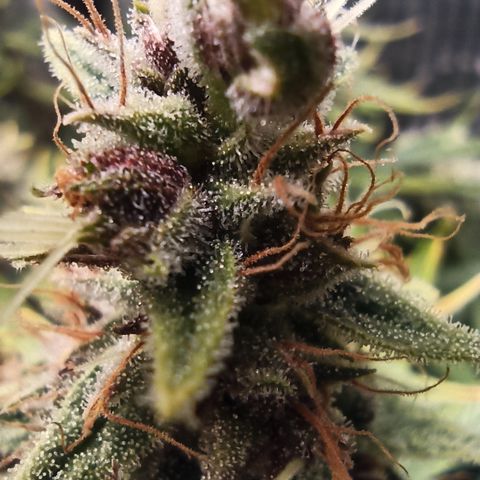 Royal Gorilla  growlog timeline photo