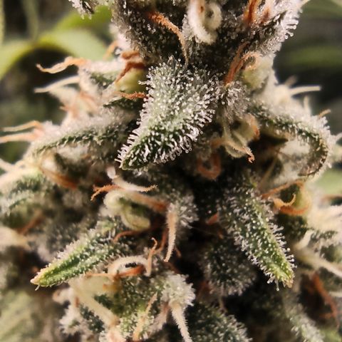 Royal Gorilla  growlog timeline photo