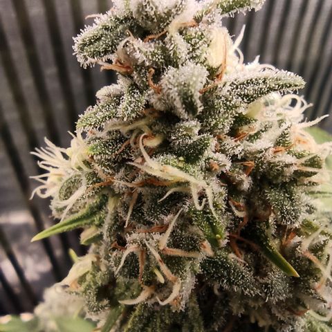 Royal Gorilla  growlog timeline photo