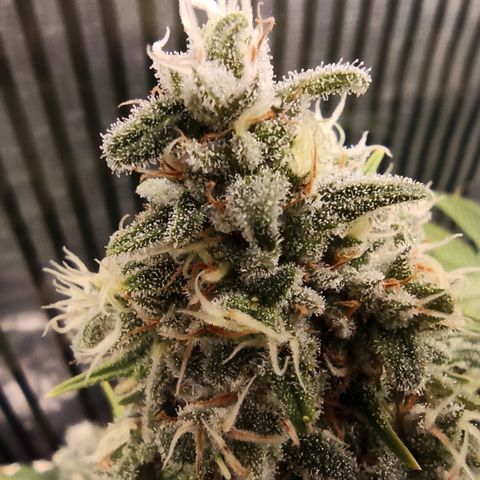 Royal Gorilla  growlog timeline photo