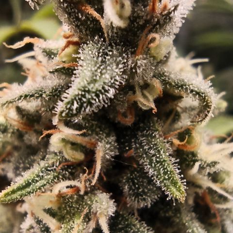 Royal Gorilla  growlog timeline photo