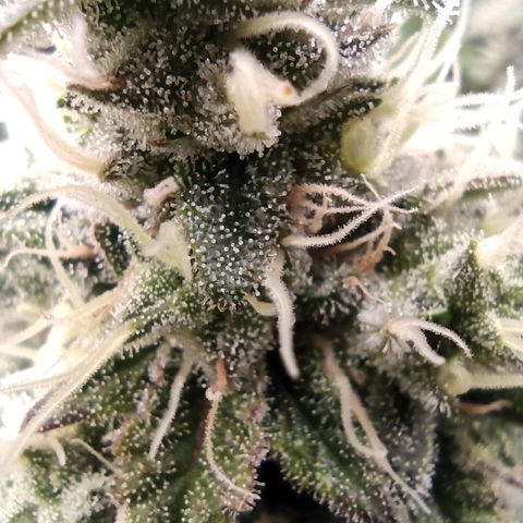 Royal Gorilla  growlog timeline photo