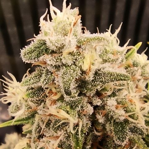 Royal Gorilla  growlog timeline photo
