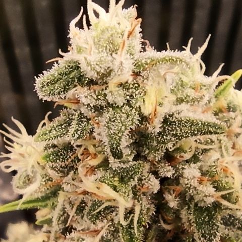 Royal Gorilla  growlog timeline photo