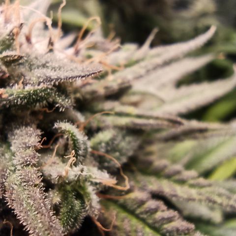 Royal Gorilla  growlog timeline photo