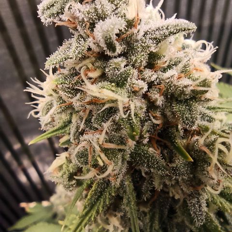 Royal Gorilla  growlog timeline photo