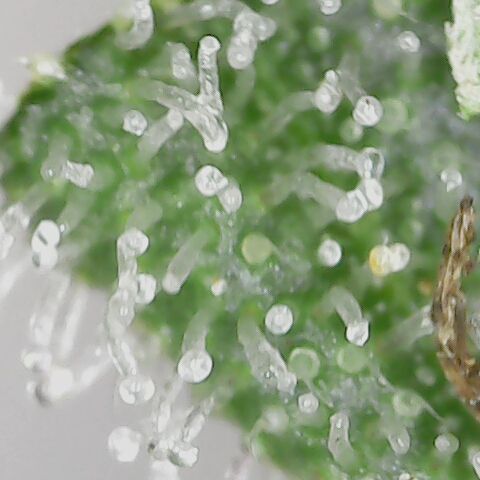 Royal Gorilla  growlog timeline photo
