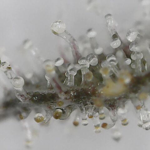 Royal Gorilla  growlog timeline photo