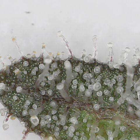 Royal Gorilla  growlog timeline photo