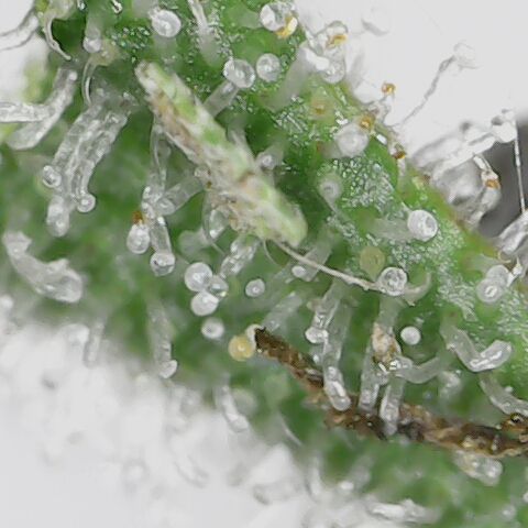 Royal Gorilla  growlog timeline photo