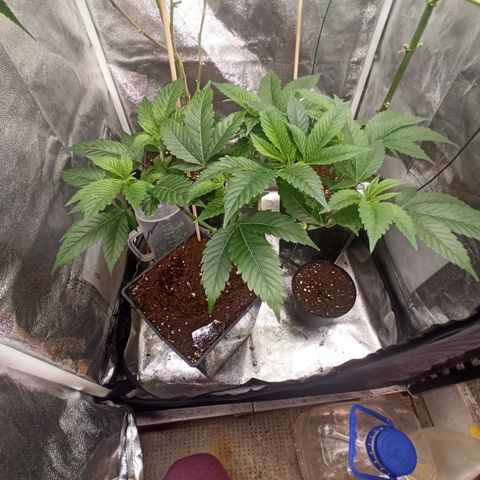 Chemdog growlog timeline photo