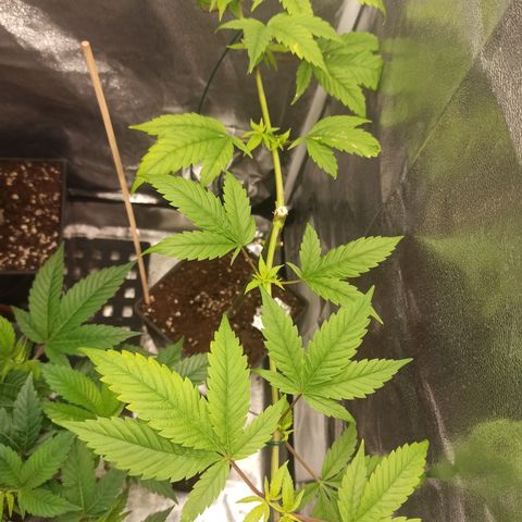 Durban growlog timeline photo