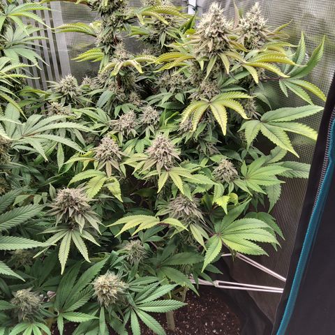 Royal Gorilla  growlog timeline photo