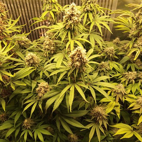 Royal Gorilla  growlog timeline photo