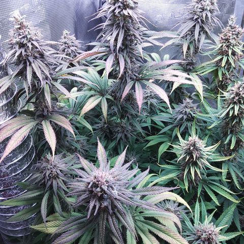 Royal Gorilla  growlog timeline photo