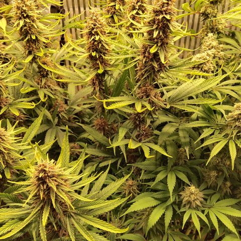 Royal Gorilla  growlog timeline photo