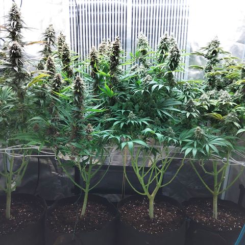 Royal Gorilla  growlog timeline photo